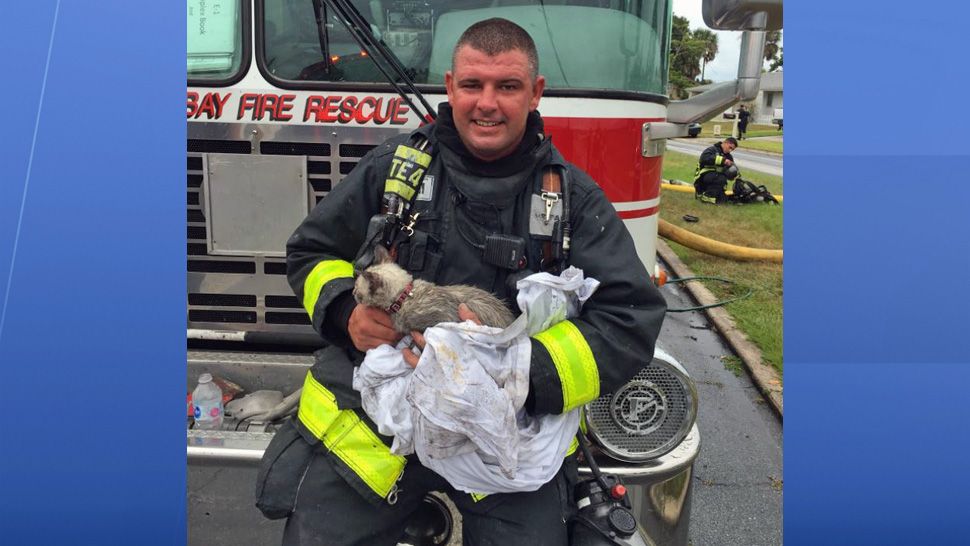 A member of the Palm Bay Fire Rescue revived a cat that was in a house fire on Sunday, May 8, 2018. (Palm Bay Fire Rescue)