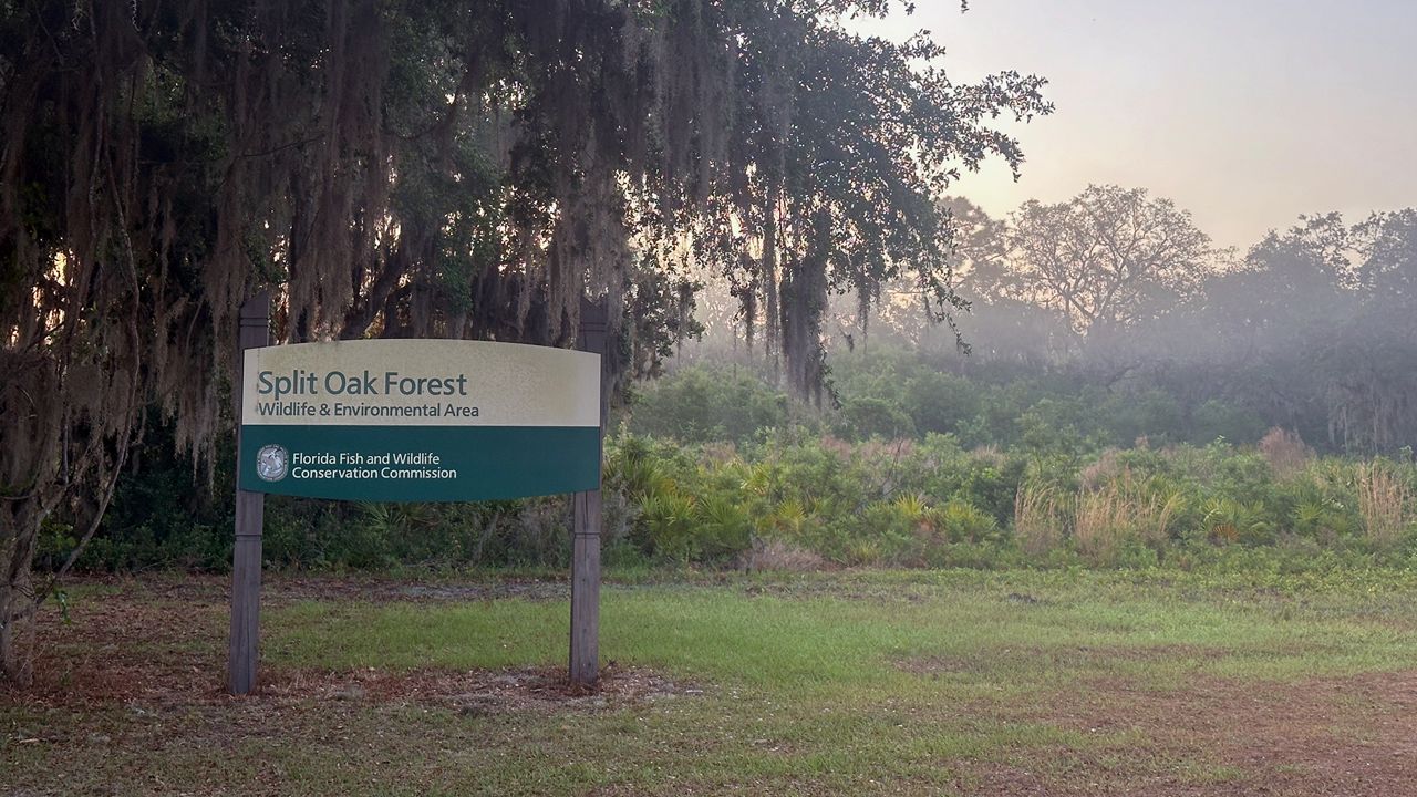 An Orange County commissioner is pushing for action to protect Split Oak Forest as plans for a 9-mile toll road move forward. The toll road would connect State Road 417 near Boggy Creek in Orange County to Cyrils Drive in Osceola County — a route that requires the road to be built through a section of the forest. (Spectrum News 13/Sasha Teman)