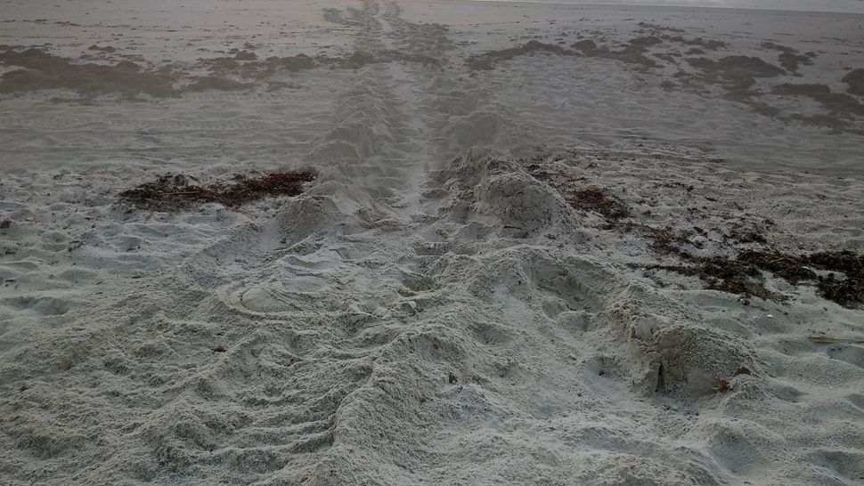 Submitted via the Spectrum News 13 app: Turtle tracks were discovered during the early morning hours at South Patrick Shores in Brevard County on Wednesday, May 8, 2019.  (Photo courtesy of Sue Archer, viewer)