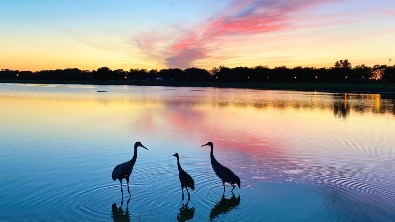 It was a nice way to end the day in Apopka on Tuesday, May 12, 2020. (Photo courtesy of Cosmo Wilson, viewer)