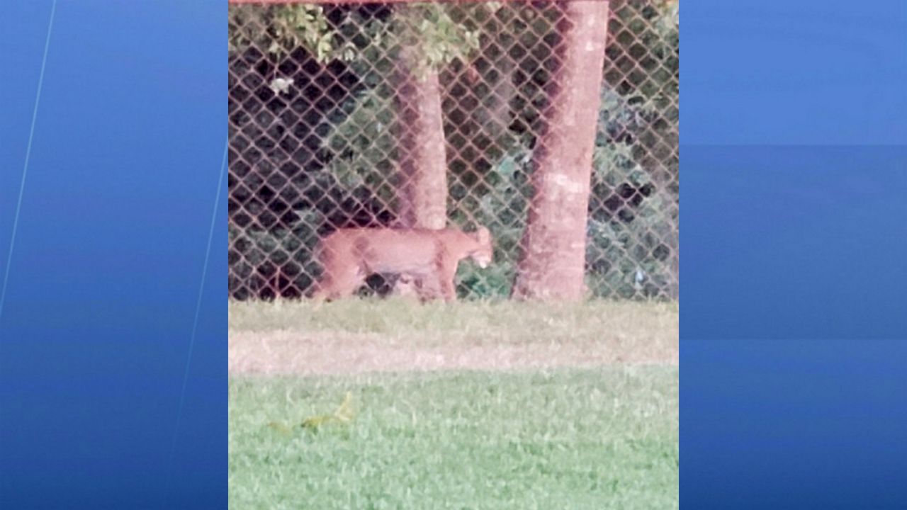 Barby Molnar shared this picture on social media of a large wild cat that she and her husband, John, think is a Florida panther. Although they are rarely seen in Central Florida, they occasionally roam north of their South Florida territory. (Courtesy of John Molnar)