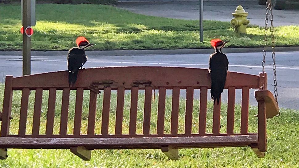 Sent to us via the Spectrum News 13 app: These two birds were happy to see the sun after many days of rain on Wednesday, May 24, 2018. (Rebekah Buchanan's 10-year-old son, viewer)