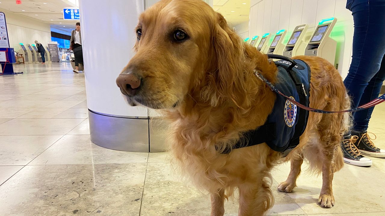 Registered Therapy Dog Macy, and handler R.A. “Bear” Berman, are part of the “Crisis Response Canines” group that flew to be with victims’ families early Thursday. (Spectrum News 13/Ashleigh Mills)