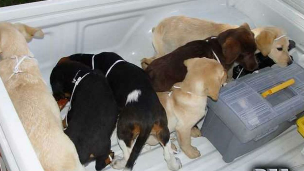 This 2005 photo provided by U.S. Drug Enforcement Administration officials shows puppies rescued from a farm in Colombia destined for use by a U.S. veterinarian working for a Colombian drug trafficking ring. Veterinarian Andres Lopez Elorza used the puppies to smuggle packets of liquid heroin on commercial flights to New York City, where the heroin packets were eventually cut out of the puppies, who died in the process, officials said. Lopez, who is Venezuelan, was arrested in 2015 in Spain in connection with the case and was extradited to the U.S. on Monday, April 30, 2018. He is scheduled to be arraigned Tuesday, May 1 in New York. (U.S. Drug Enforcement Administration via AP)