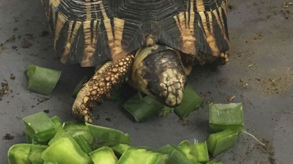 Endangered tortoises rescued from trafficking situation