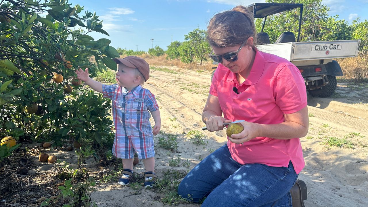 Morgan McKenna Porter makes a “juicer” of citrus in a grove by her Polk County home for her son, Lee. The farmer, and her cousin, represent the fifth generation, carrying on the legacy of McKenna Brothers, Inc. (Spectrum News/Julie Gargotta)