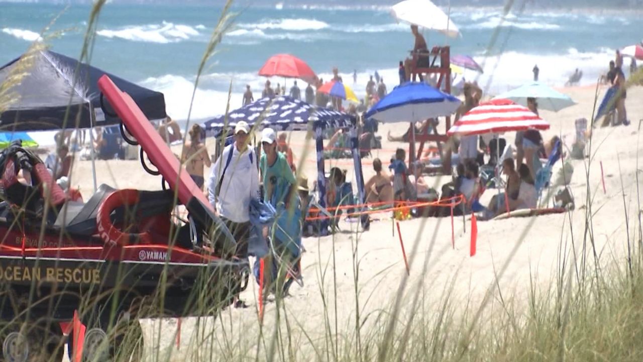 Are Dogs Allowed On Brevard County Beaches