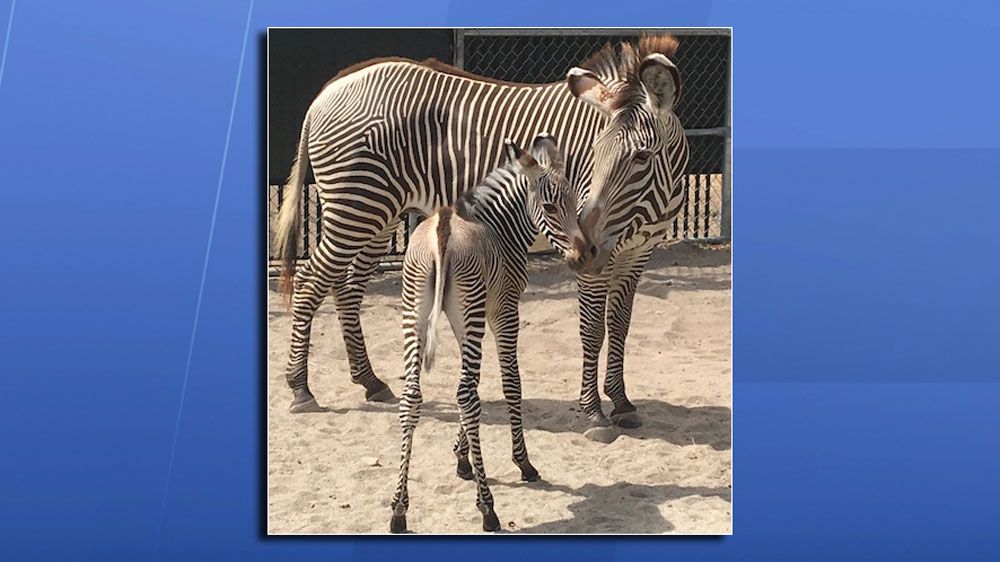 This is one of two zebra foals born at Disney's Animal Kingdom in the last week of April 2018. (Disney)