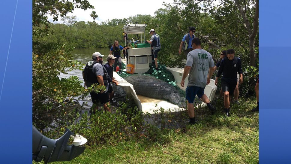 An injured female manatee was rescued from the water near Douglas Road in Clearwater on Friday thanks to crews from FWC and Clearwater Marine Aquarium. (Melissa Eichman/Spectrum Bay News 9)
