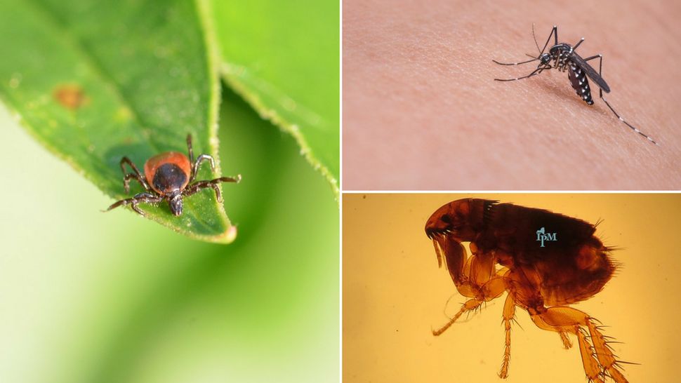 Tick, Mosquito Diseases More Than Triple, CDC Warns