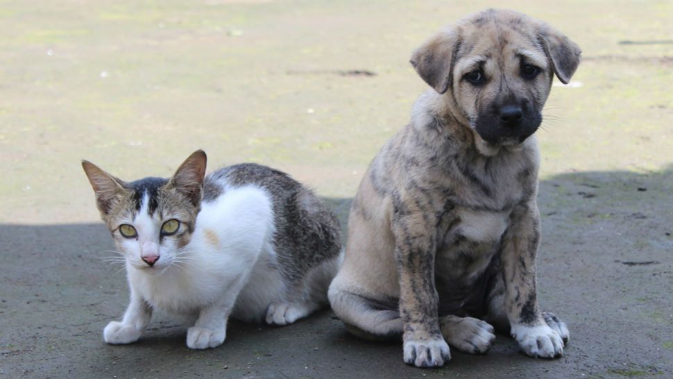 dog and cat