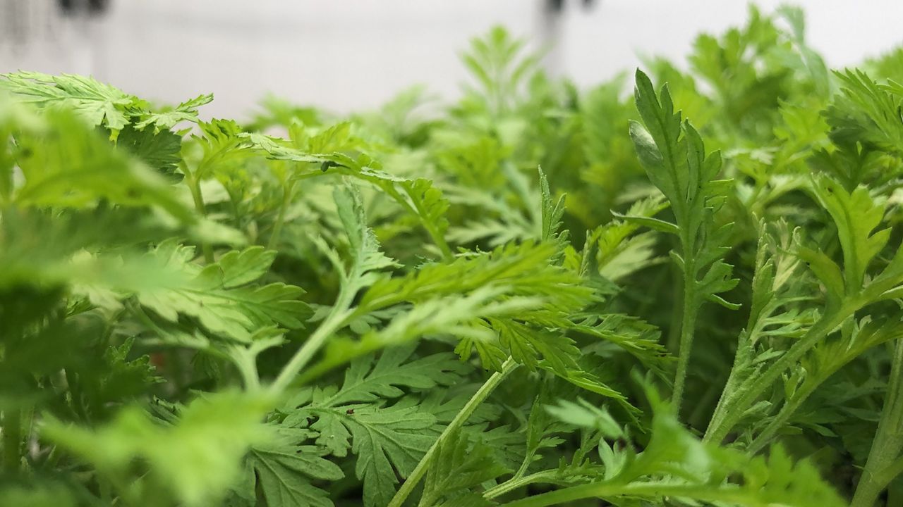 Coffee Artemisia Annua Plant Extract Could Prevent Ovarian Cancer UK
