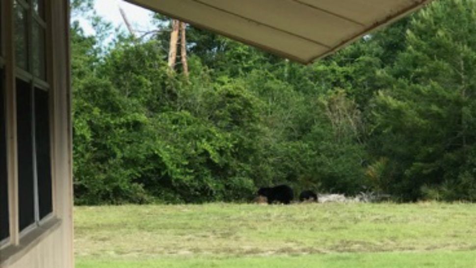 A family of bears wander on the campus of a middle school in Orange City, Fla., on Thursday, prompting administrators to keep students in their classrooms for a couple of hours. (Volusia County Sheriff's Office)