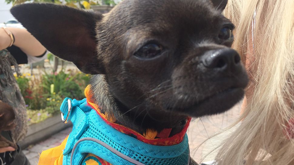 5 Things to Know about Running of the Chihuahuas