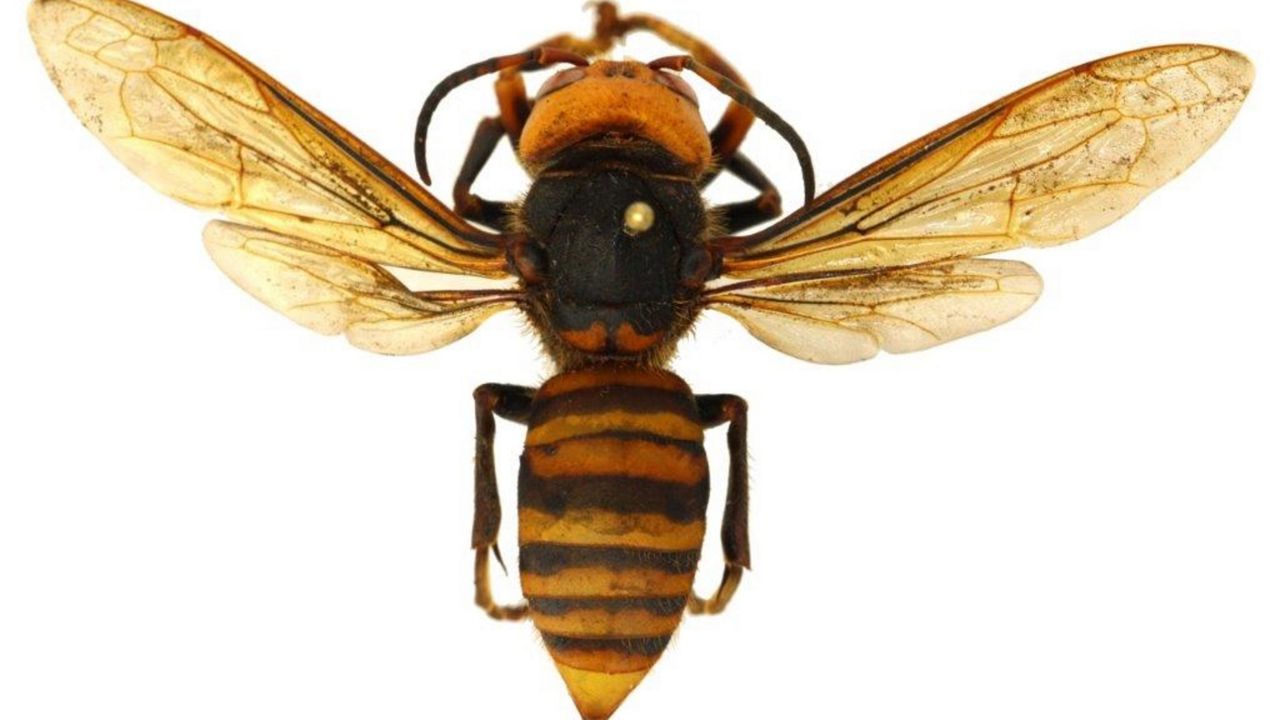 The Asian giant hornet, also known as the "murder hornet," has been spotted in the United States for the first time. (Courtesy of Washington State Department of Agriculture) 