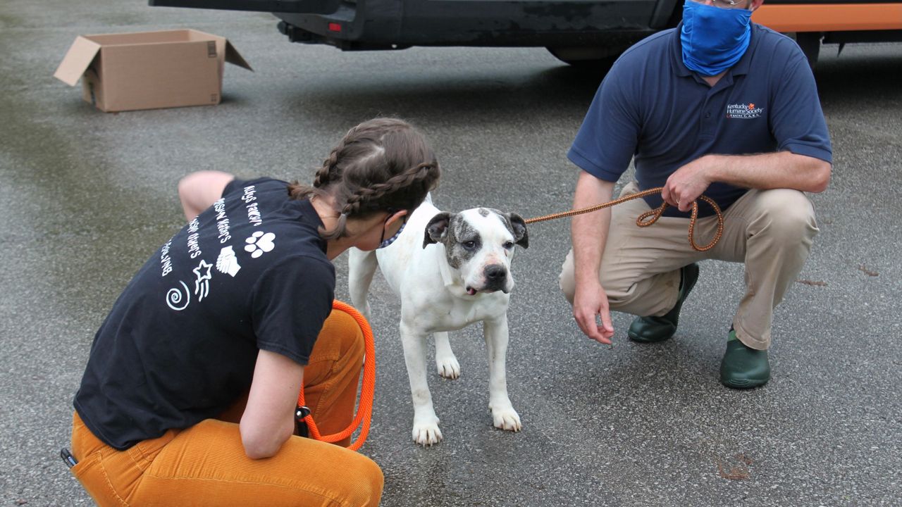 Kentucky Humane Society looking for fosters for rescued dogs