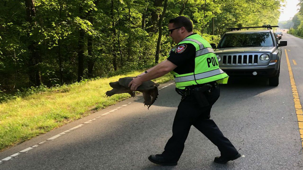 Officer helps turtle