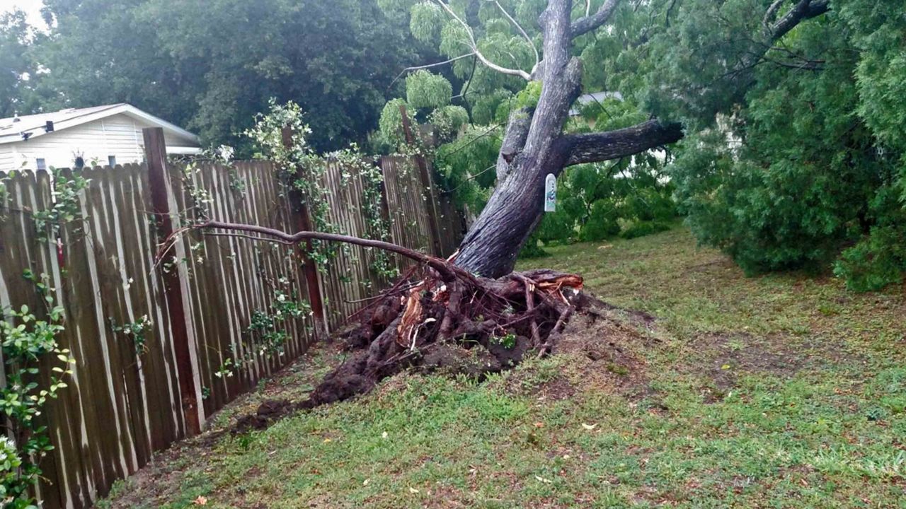 A tree down in Zephyrhills after storms swept through Pasco County. 