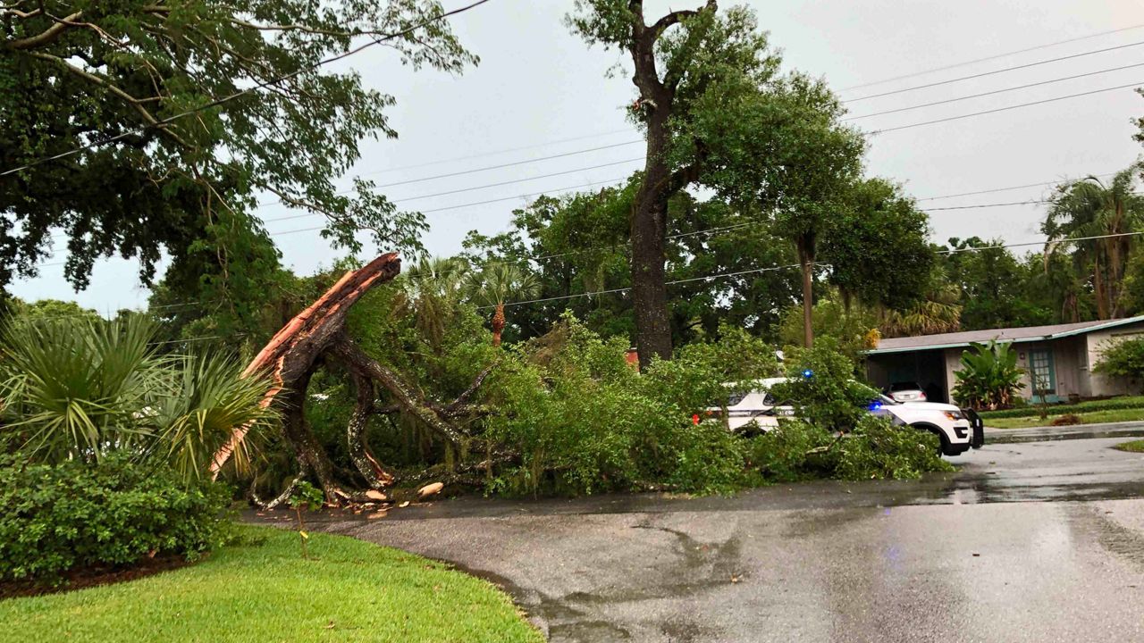 Sent via Spectrum News 13 app: A tree fell across a street in an Orlando neighborhood on Primrose Drive.