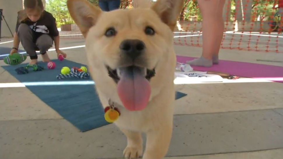 A corgi walking over some yoga mats. 