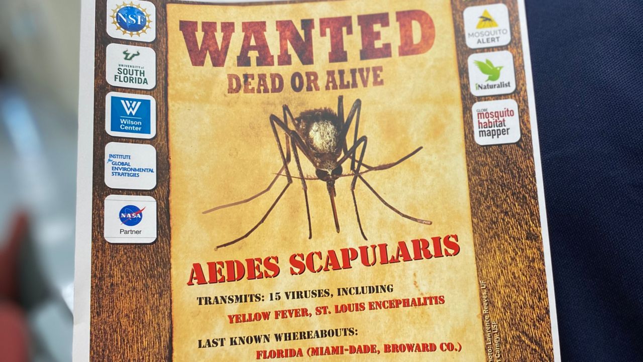 Mosquito species carrying yellow fever returns to Florida - Vimarsana News