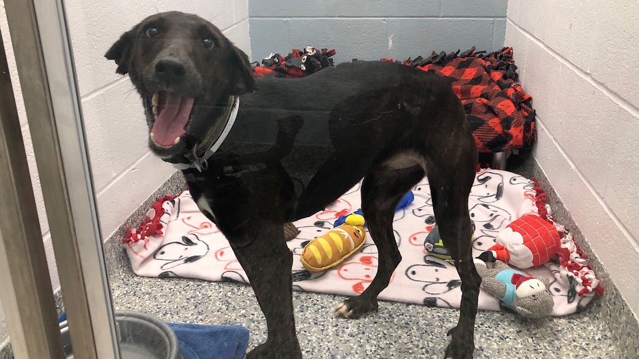 Ky. Humane Society holds first adoption event in pandemic