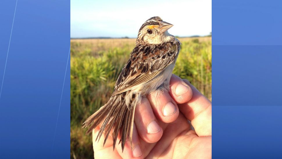 There are fewer than 80 Florida grasshopper sparrows in the wild. (Wildlife Florida)