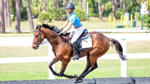 A retired Puerto Rican racehorse is being taken care of on the Space Coast after being flown in from hurricane-ravaged Puerto Rico. (Robin Curry Photography)