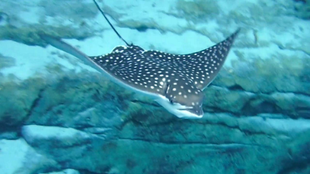 Eagle ray pups were recently born at Discovery Cove, SeaWorld has announced. (Courtesy of SeaWorld)