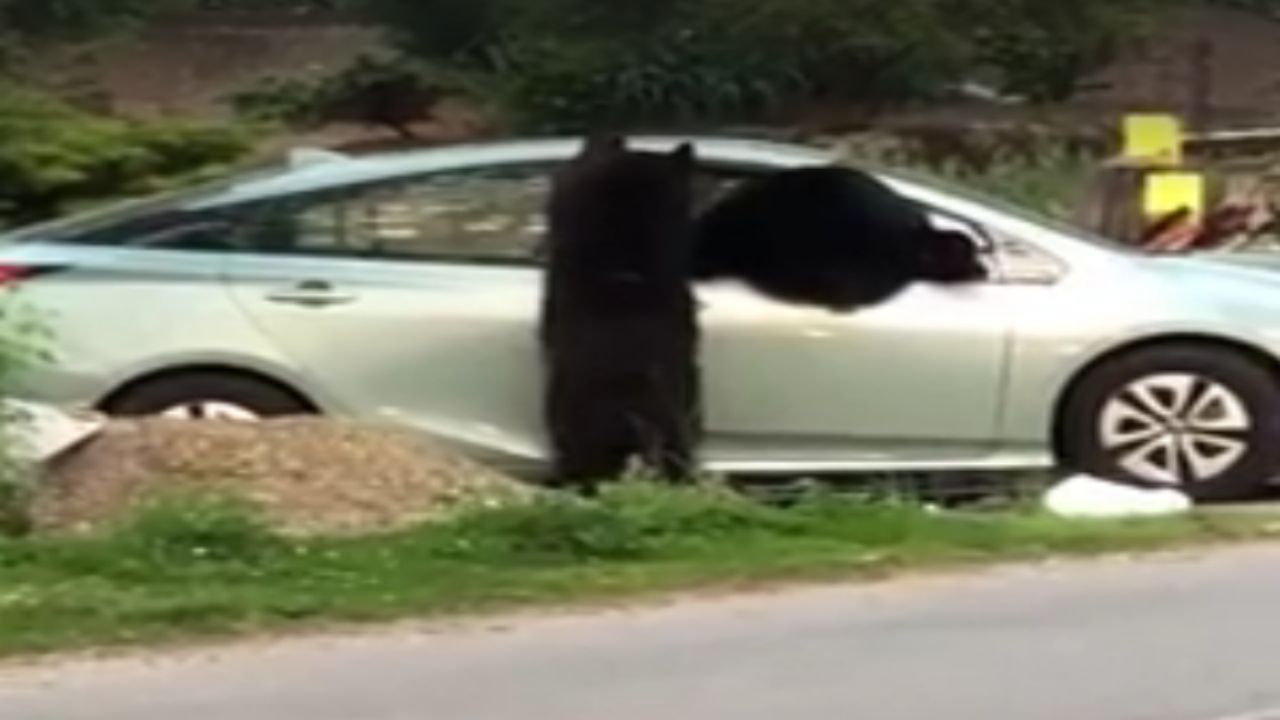 bears in a car