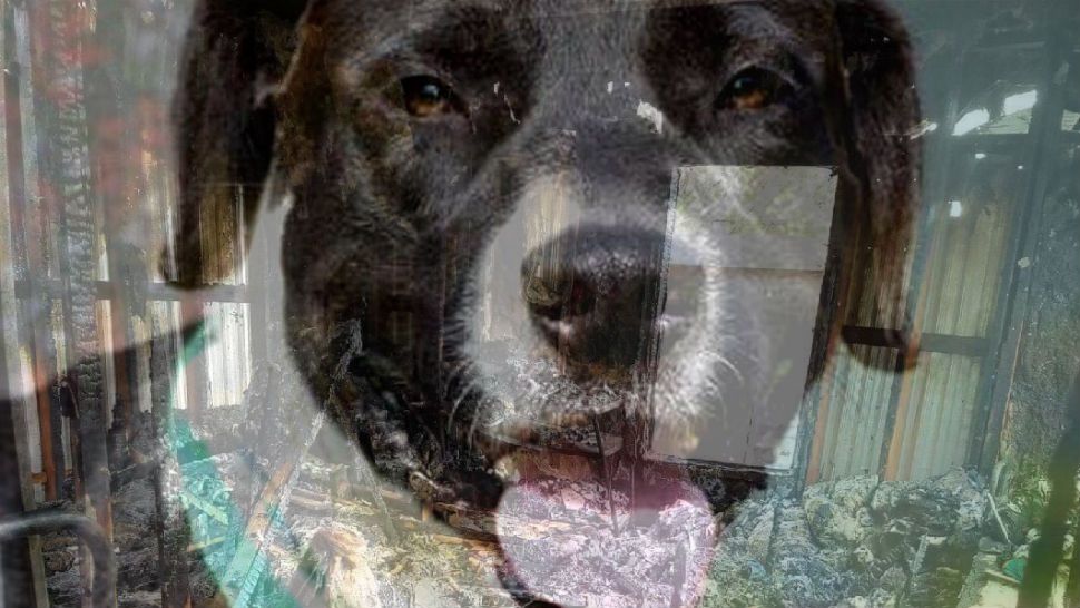 Photo of Chrome the dog overlays photo of damage to the Smith's home.  (Courtesy/Bastrop County Animal Control)