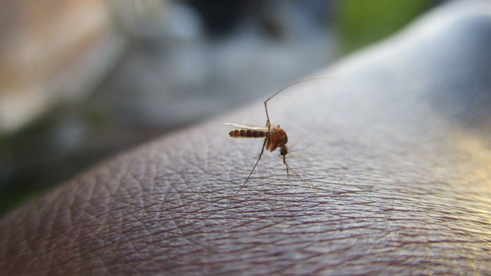 A mosquito appears on human skin in this undated file image. (Spectrum New/File)