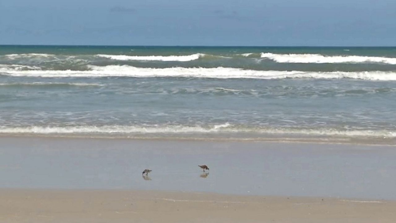 Beach Safety Man Drowns In Rip Current At New Smyrna Beach