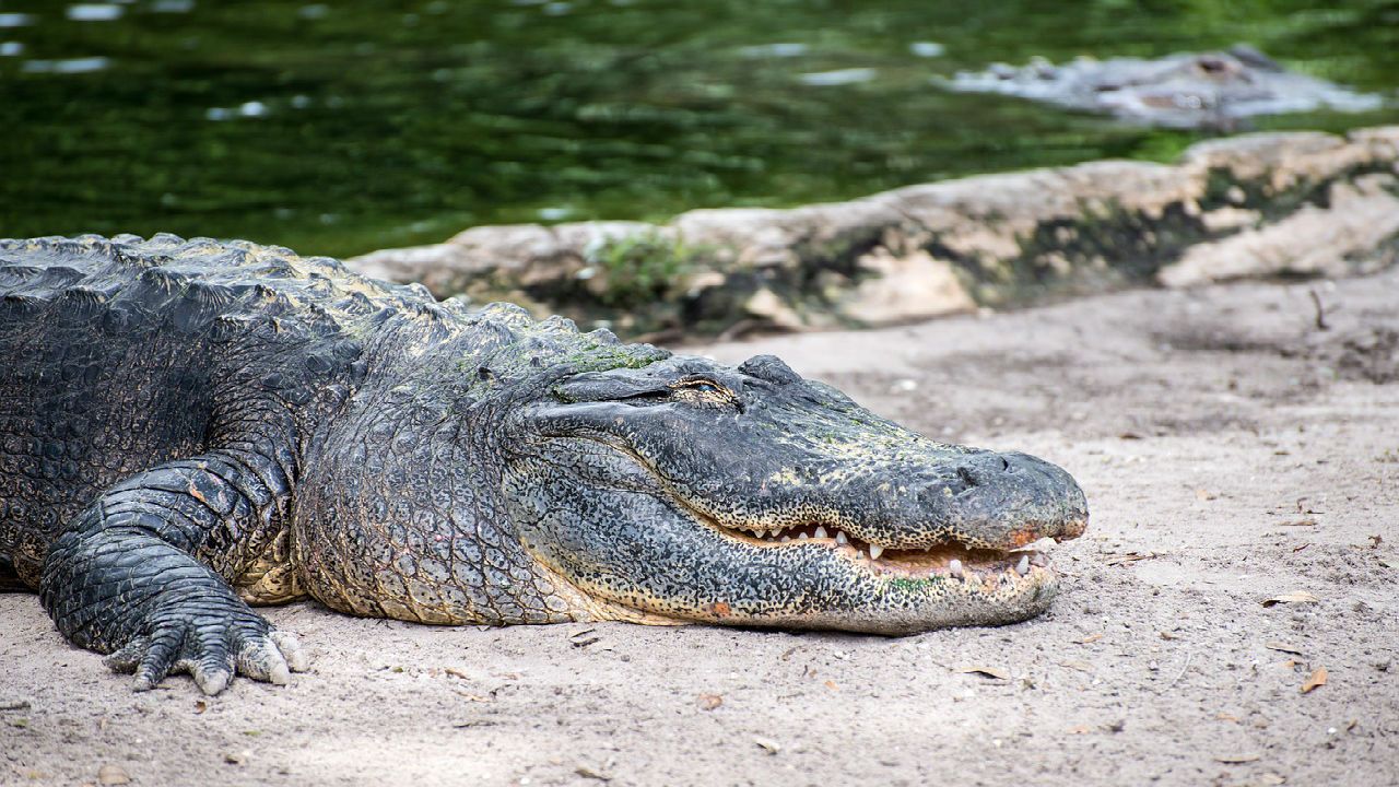 Alligator generic image