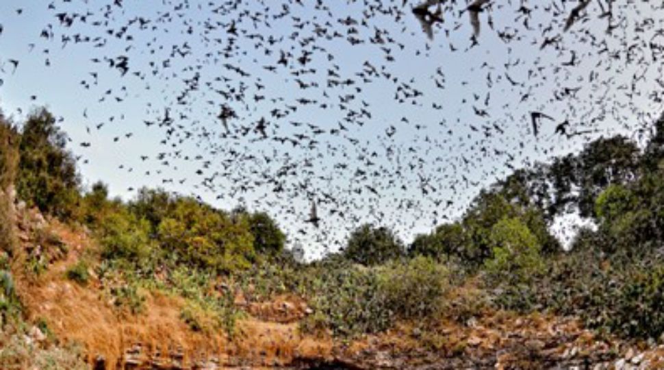 Mexican free-tailed bats emerging out of Bracken Cave. (Courtesy: Bat Conservation International)