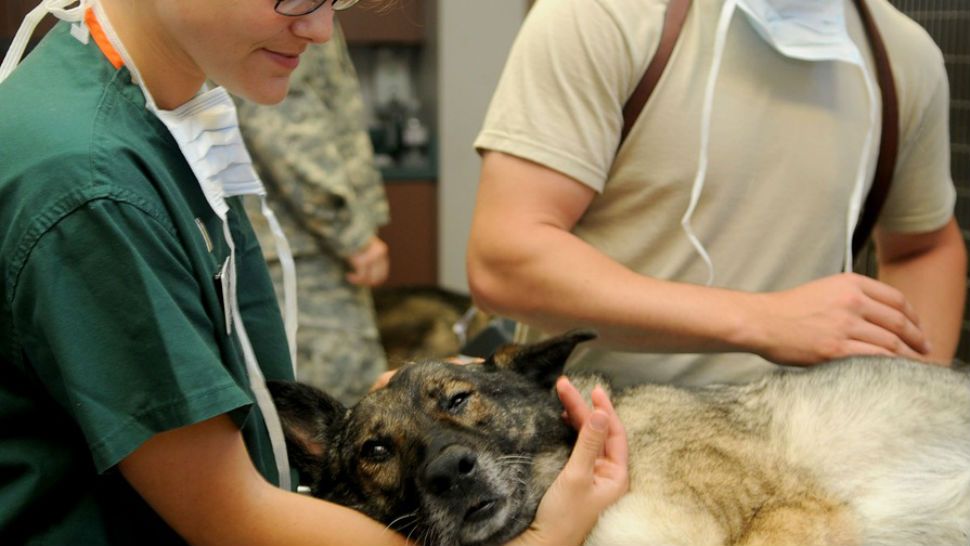 FILE- A vet tech holds up the head of a dog coming out of anesthesia. 