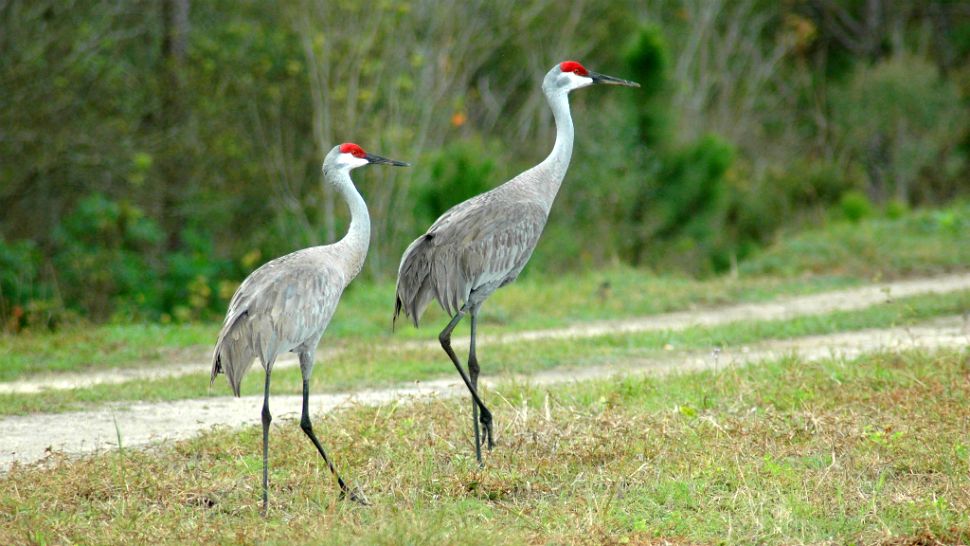 Sandhill cranes. (Florida Fish and Wildlife Conservation Commission file photo)