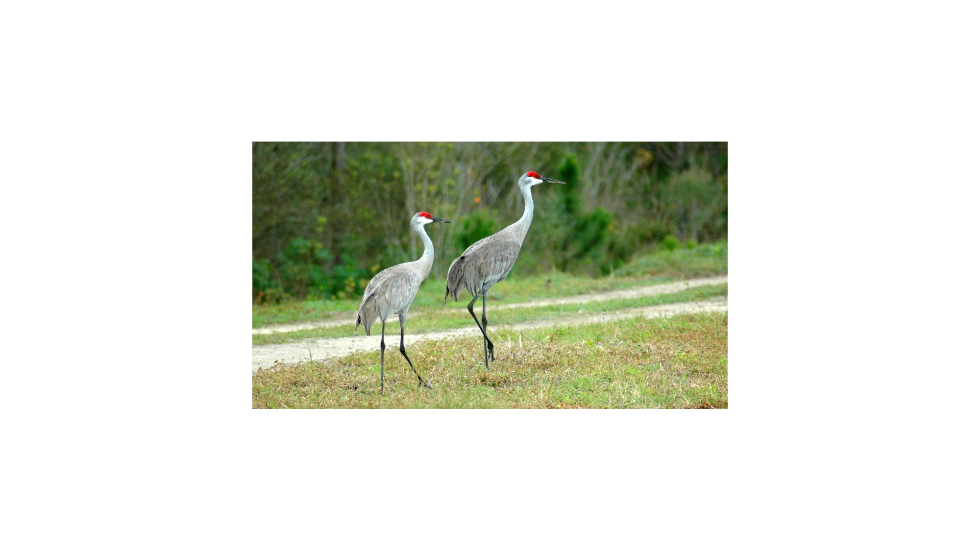 Another Sandhill Crane Struck Killed In Malabar
