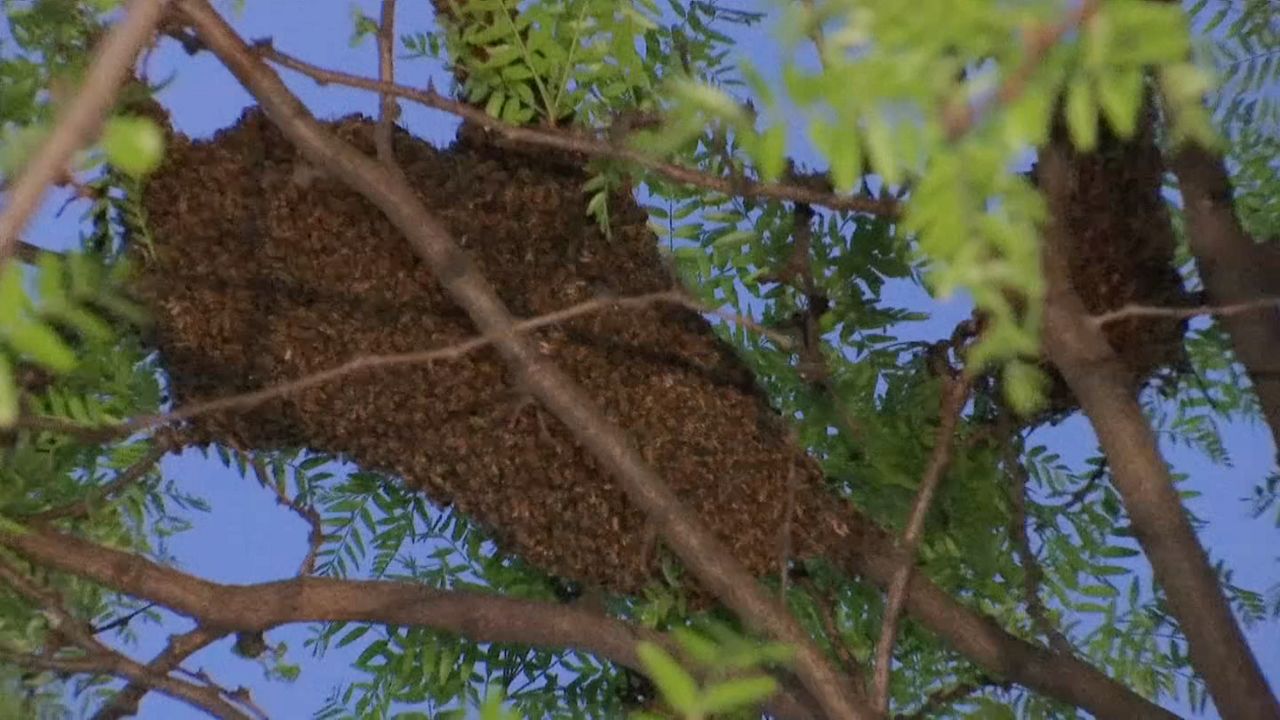 Swam of bees on a tree