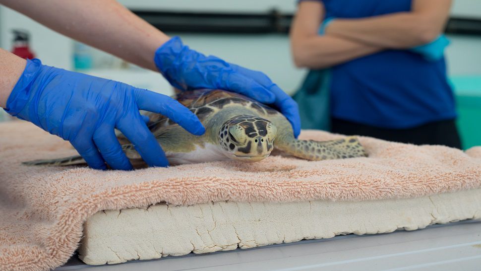 sea turtle released off Anna Maria Island