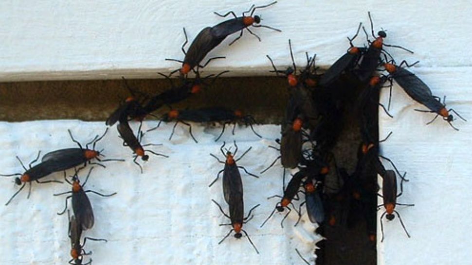 Lovebugs (File Photo)