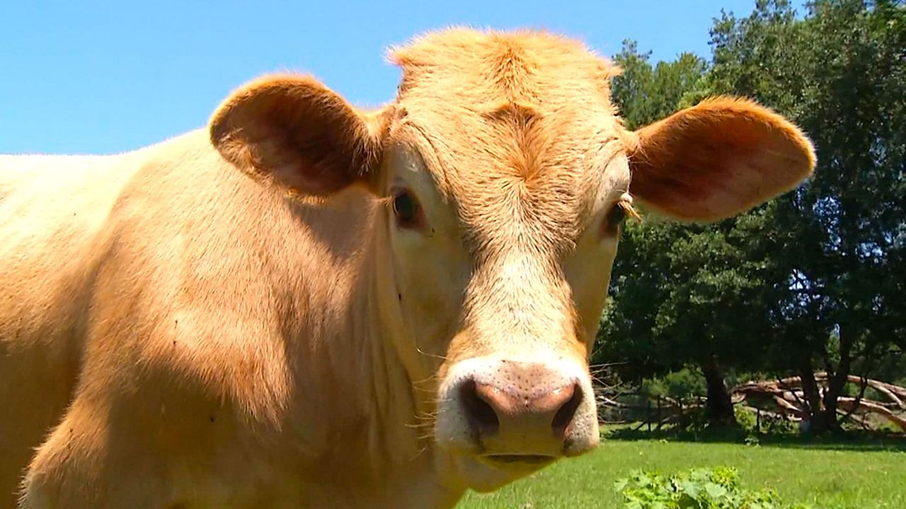Florida's Cattle Exports Taking a Hit Due to Coronavirus