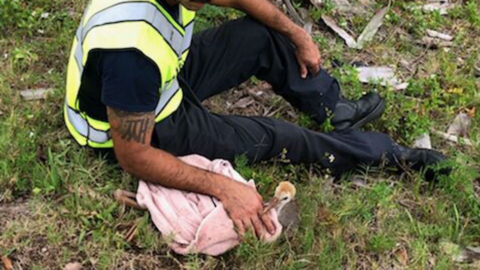 Firefighters in Titusville rescued a sandhill crane that was injured in a crash involving two vehicles. (Titusville Fire and Emergency Services)
