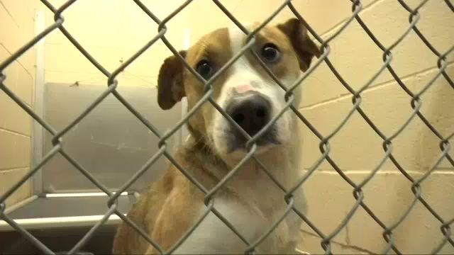 A dog inside of a cage. (Spectrum News images)