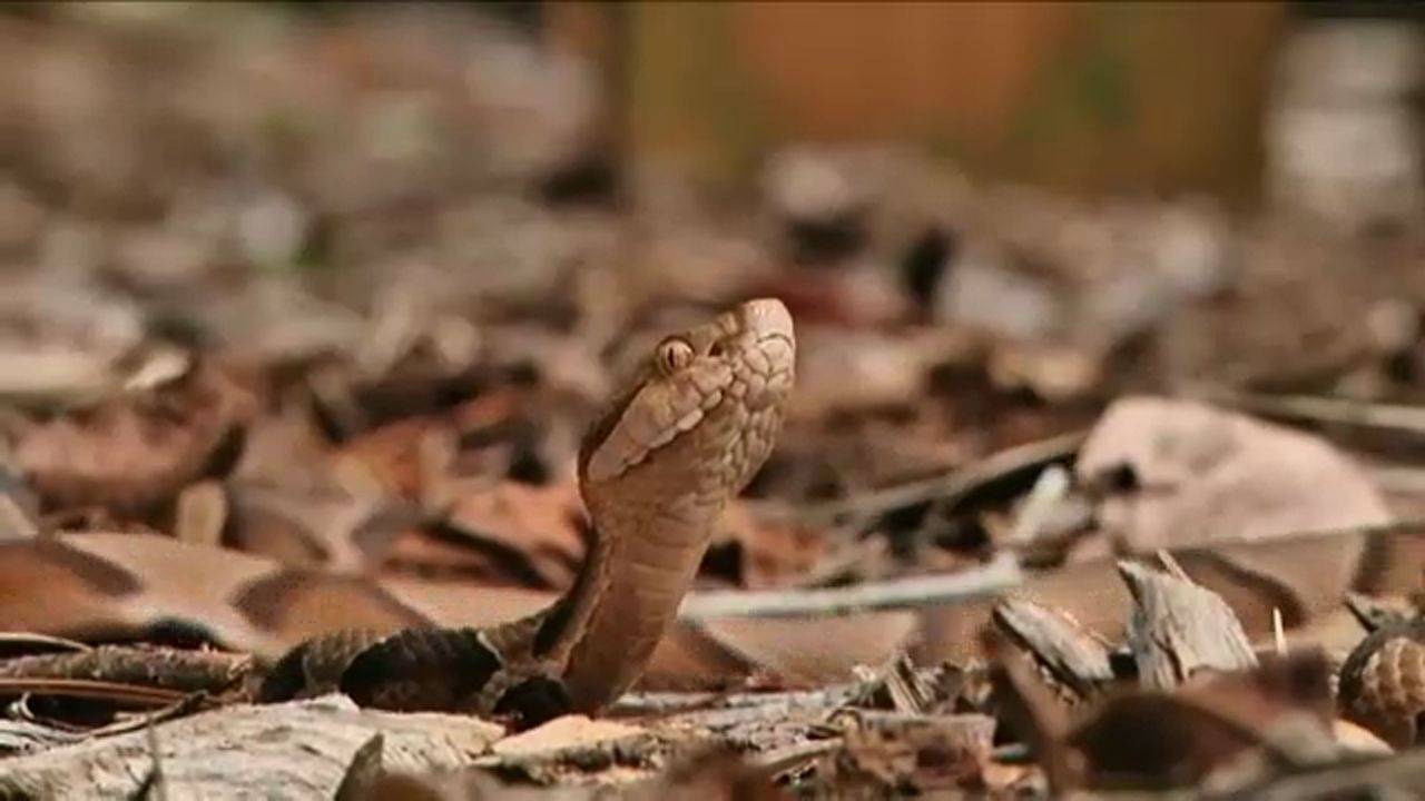 Heat wave brings in snake season