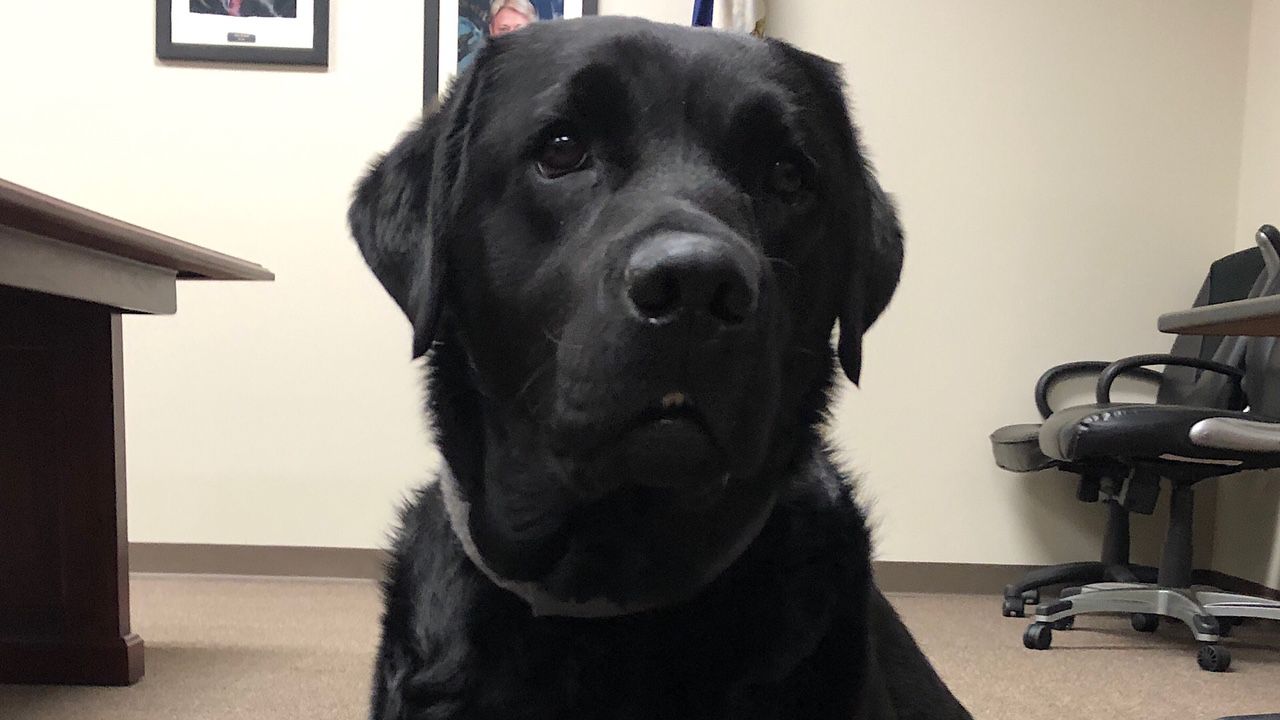 A GOOD BOY: Louisville Metro Police get new therapy dog to help crime  victims, News