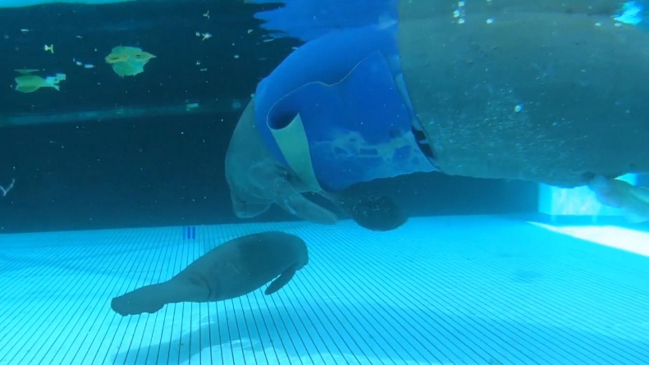 A critically-wounded manatee rescued from the west coast of Florida gave birth to a healthy calf Tuesday at SeaWorld Orlando. (Courtesy of SeaWorld)