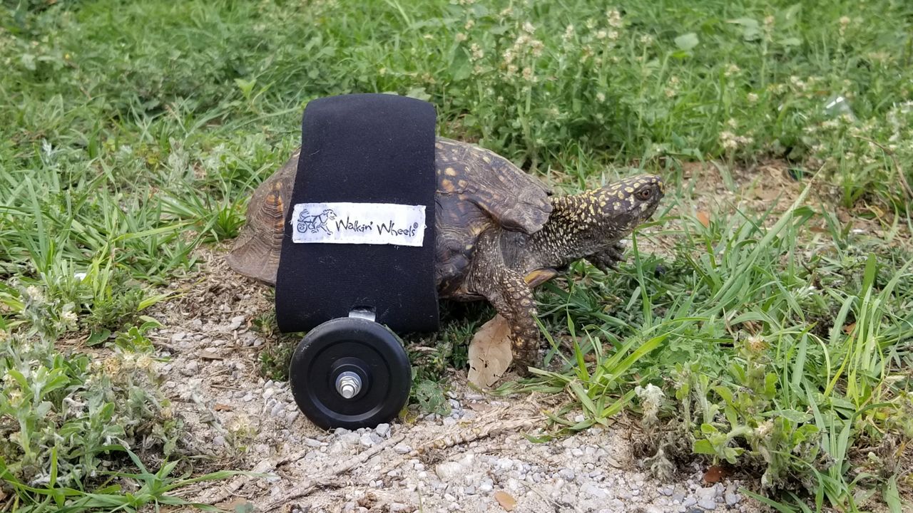 An injured tortoise got his very own set of wheels thanks to Walkin' Pets. (Courtesy of Walkin' Pets)
