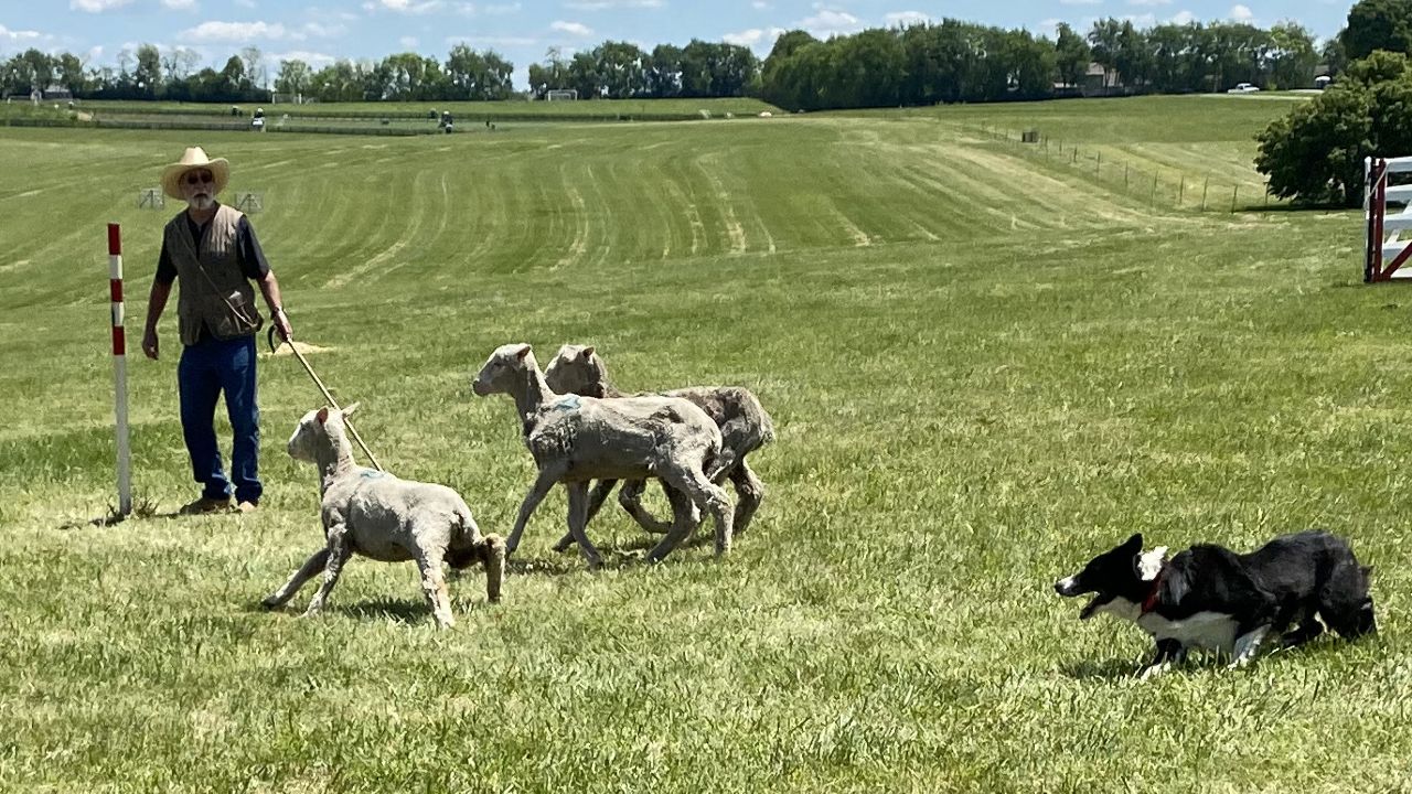 Beat Bad Weather Blues with Indoor Games for Herding Dogs - Guild of  Shepherds & Collies