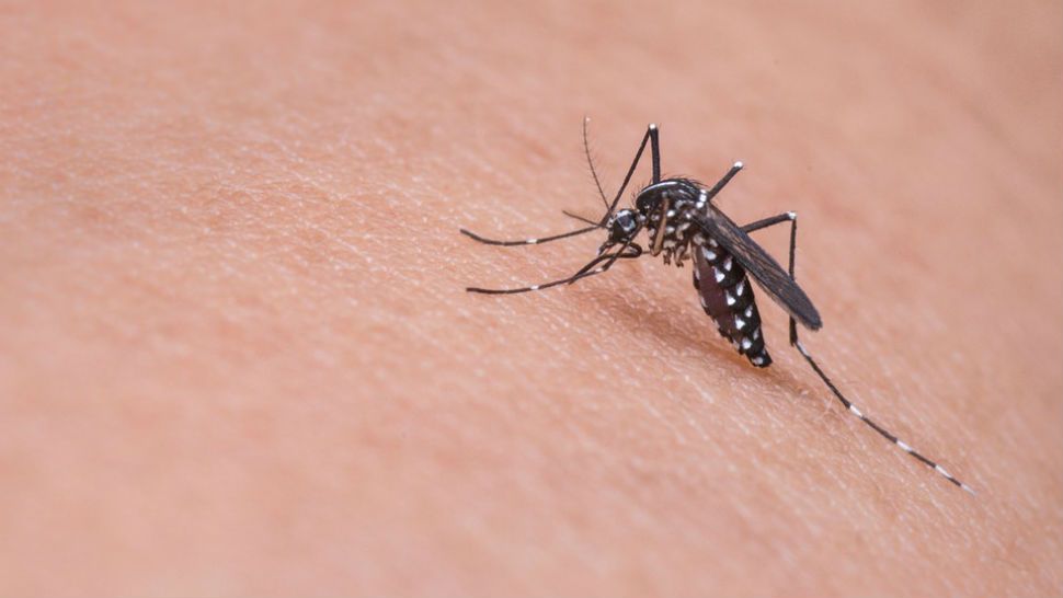 Mosquito on skin (Spectrum News file photograph)